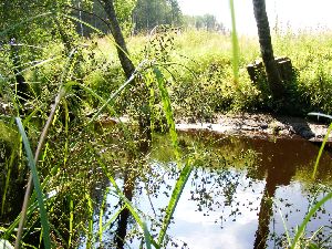 Летейские воды