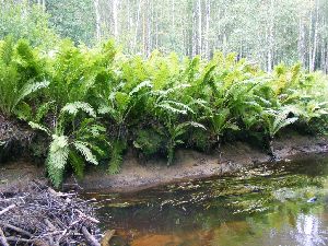 Летейские воды